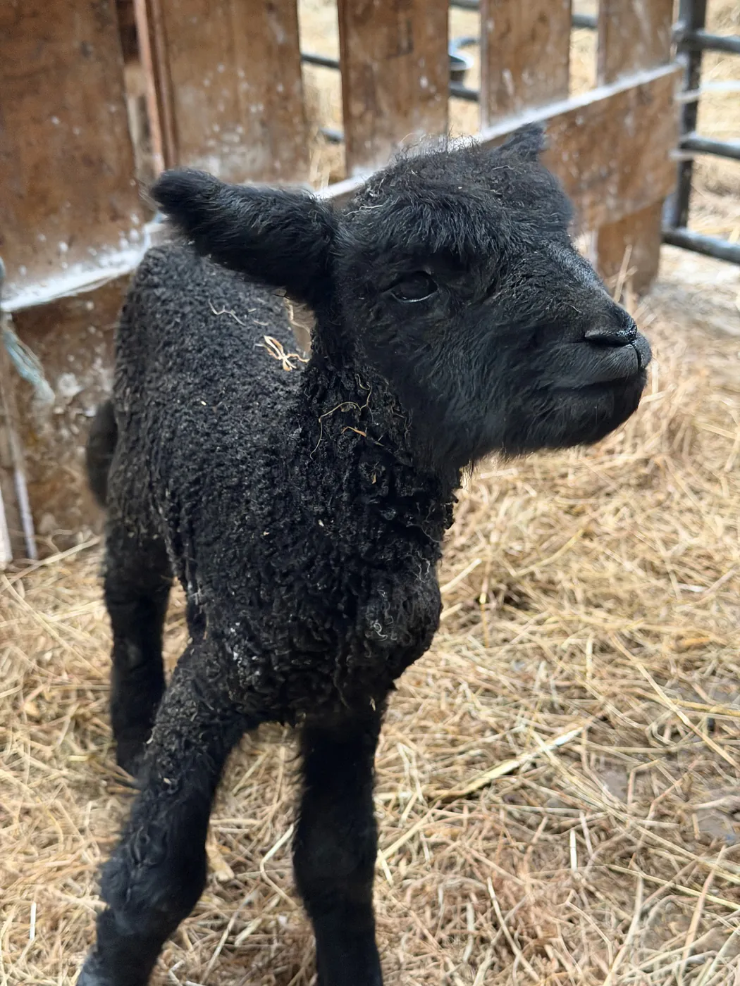 Before: close photograph of a young black lamb in a straw pen.