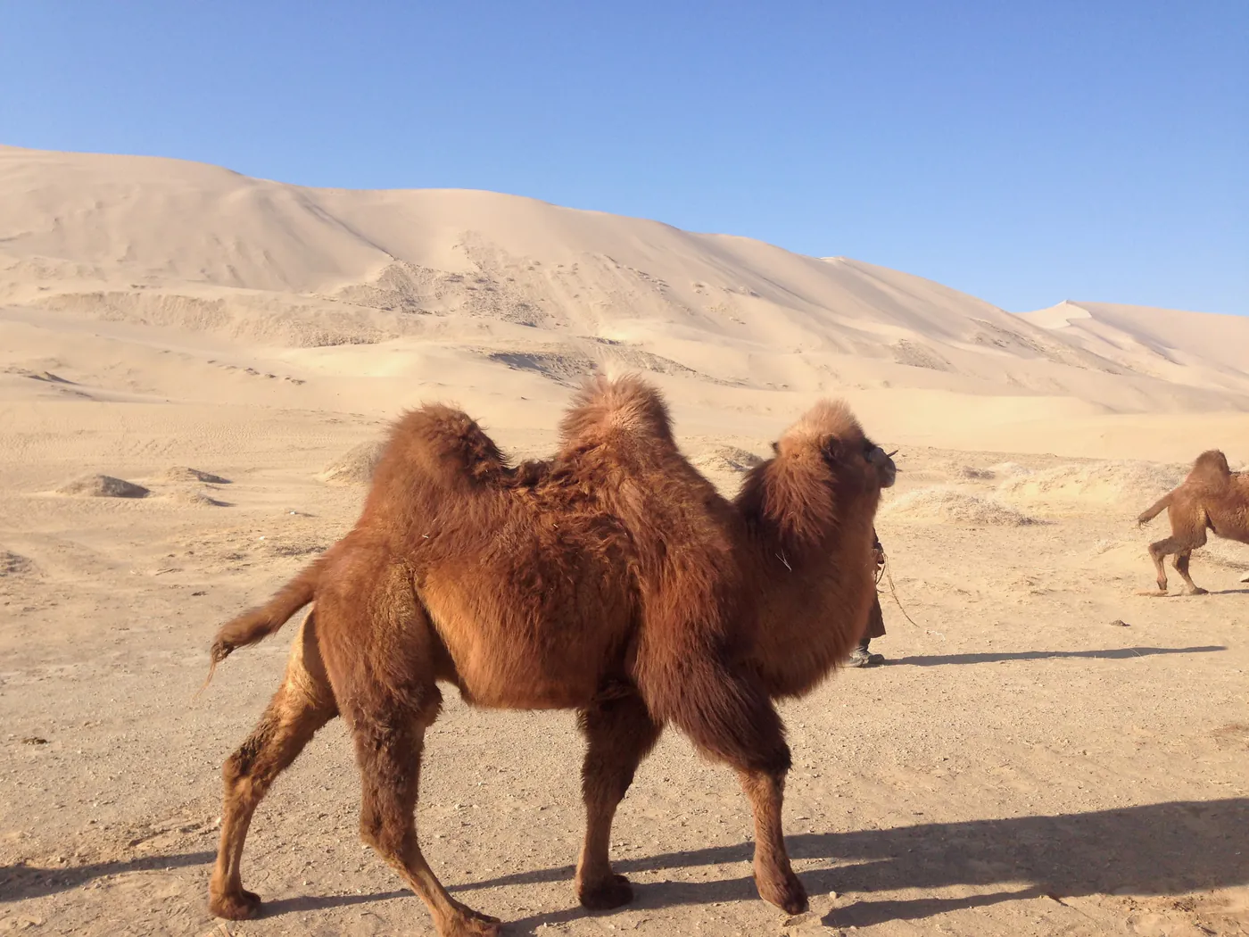 Before: photograph of a shaggy two-humped camel in the desert.