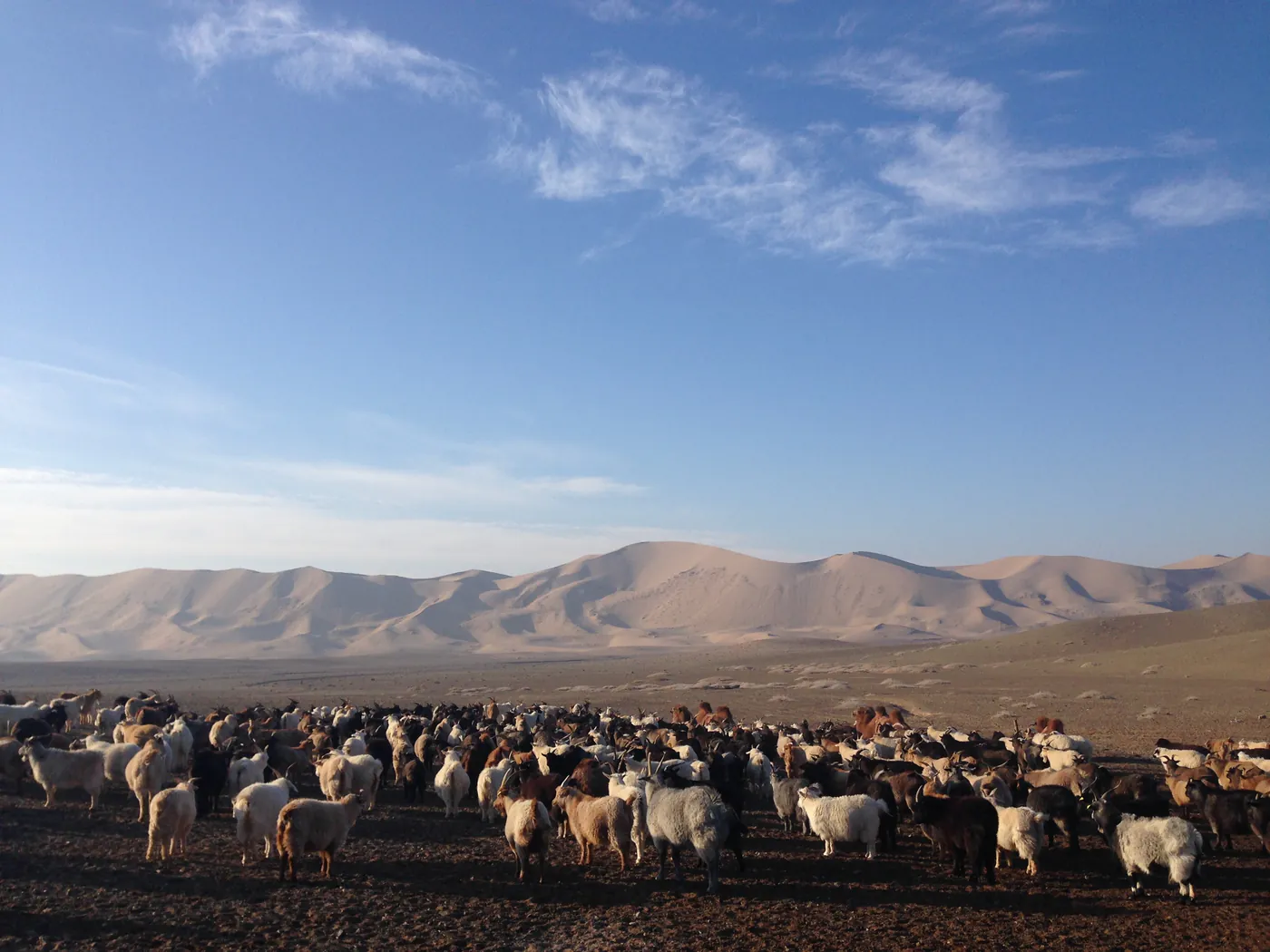 Before: wide photograph of a mixed herd of goats and sheep in a desert landscape.