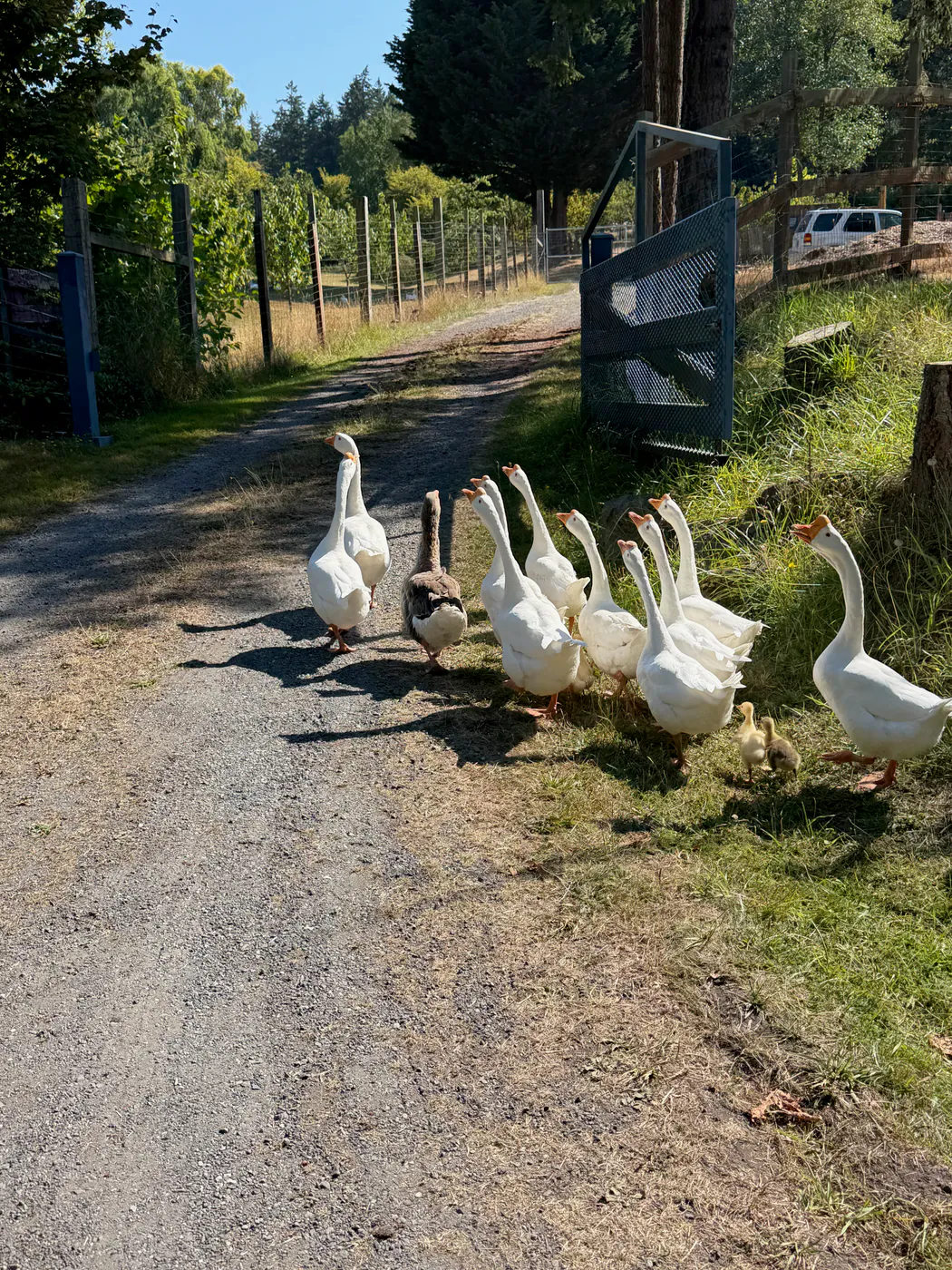 Before: photograph of a flock of geese and goslings walking along a farm lane.