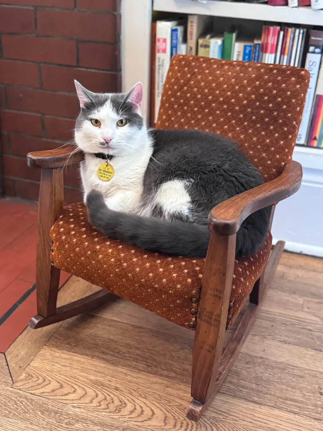 Before: photograph of a gray-and-white cat curled on a chair.