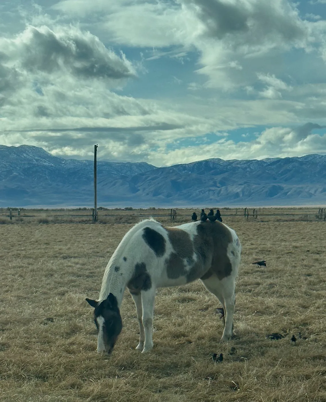 Before: photograph of a grazing pinto horse with blackbirds in a mountain field.