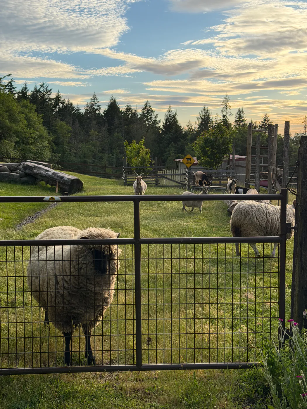 Before: photograph of sheep and goats in a sunlit meadow behind a gate.