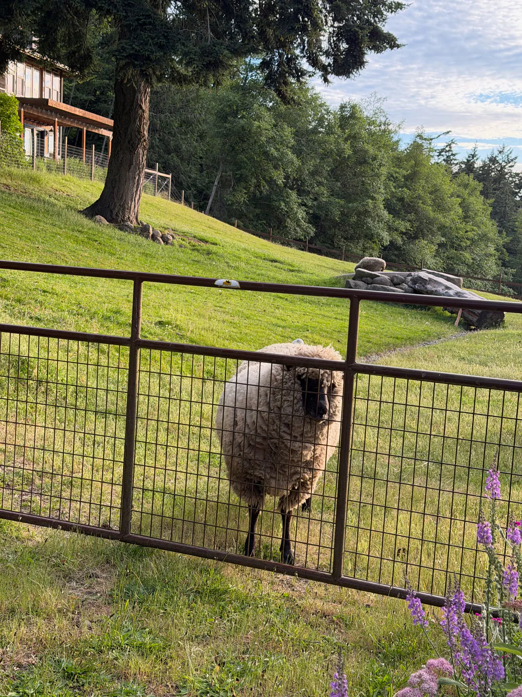 Before: photograph of a cream-fleeced, dark-faced sheep behind a pasture gate.