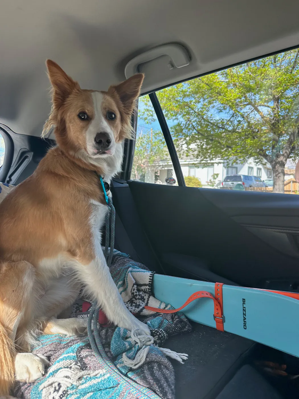 Before: photograph of a tan-and-white dog beside a blue board in a car.